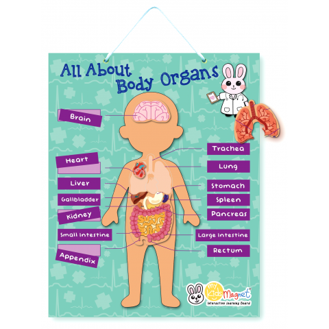 All About Body Organs